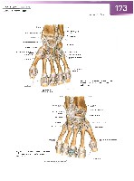Sobotta Atlas of Human Anatomy  Head,Neck,Upper Limb Volume1 2006, page 180